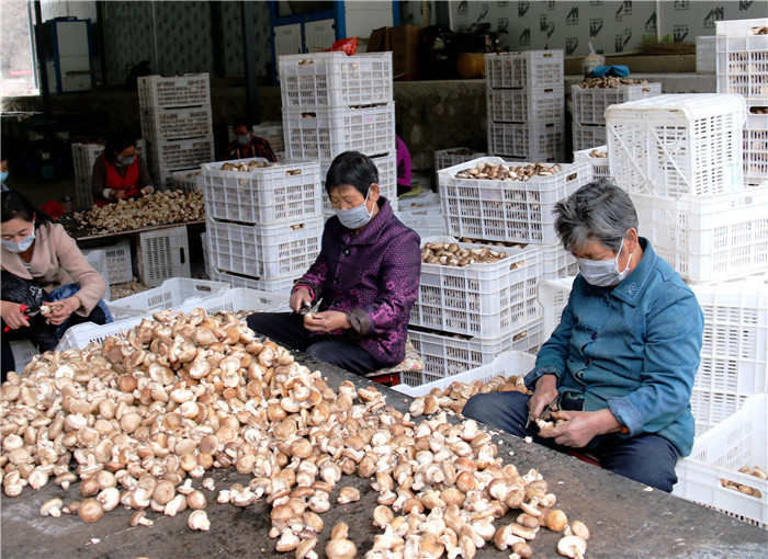 食用菌产业发展壮大 吴燕峰摄.jpg 食用菌产业发展壮大 吴燕峰摄.jpg
