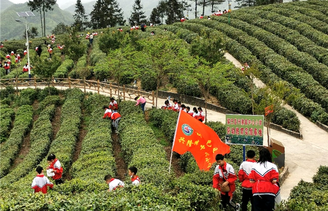 学生在劳动基地采摘茶叶.jpg 学生在劳动基地采摘茶叶.jpg