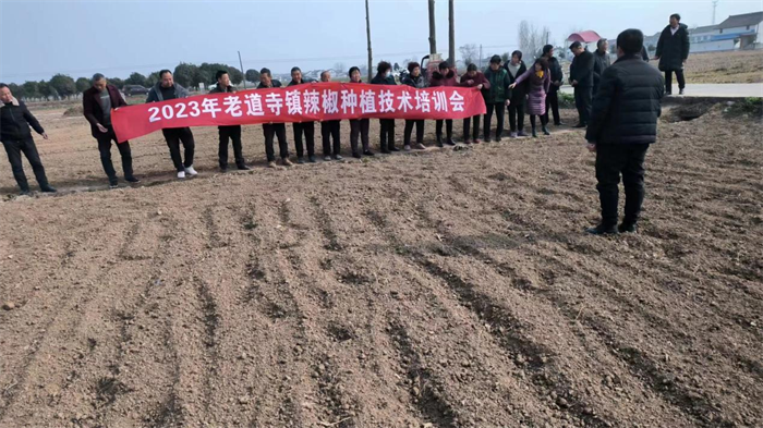 老道寺镇辣椒种植培训会.png 老道寺镇辣椒种植培训会.png