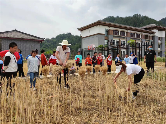 收割小麦 (3).jpg 收割小麦 (3).jpg