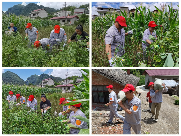 帮扶干部帮助农户采摘银杏叶.jpg 帮扶干部帮助农户采摘银杏叶.jpg