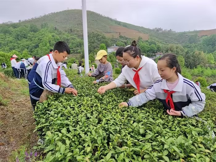 茶文化研学.jpg 茶文化研学.jpg